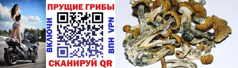 цена наркотик  Никольское  ссылка на мегу как зайти  Галлюциногенные грибы прущие грибы 